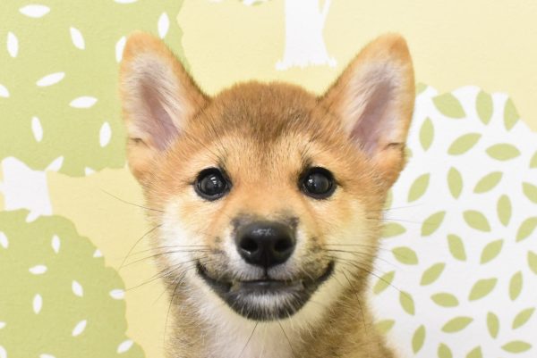 愛知県の豆柴 (ペットショッププチマリア ルビットパーク岡崎店/2026年3月21日生まれ/男の子/赤)の子犬の1枚目の画像