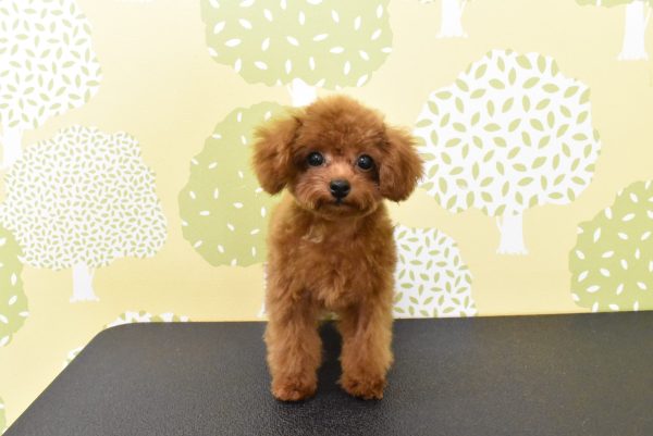 愛知県のトイプードル(トイ) (ペットショッププチマリア ルビットパーク岡崎店/2026年4月1日生まれ/男の子/レッドフォーン)の子犬の2枚目の画像