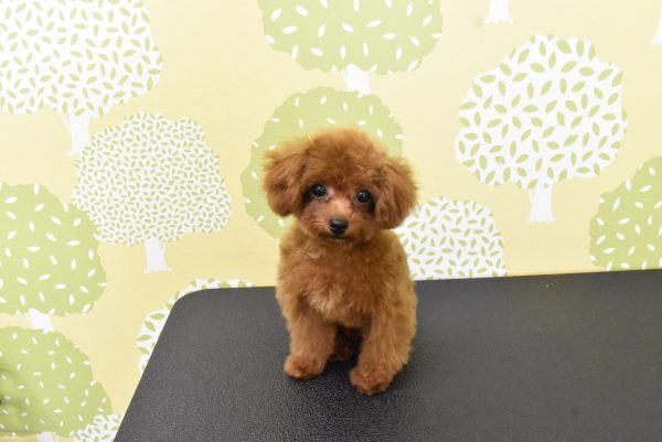 愛知県のトイプードル(トイ) (ペットショッププチマリア ルビットパーク岡崎店/2026年4月1日生まれ/男の子/レッドフォーン)の子犬の4枚目の画像