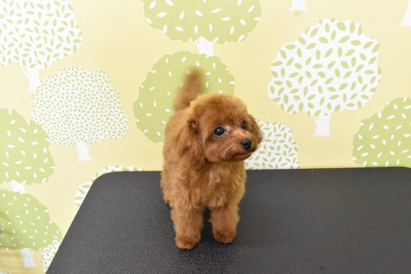 愛知県のトイプードル(トイ) (ペットショッププチマリア ルビットパーク岡崎店/2026年4月1日生まれ/男の子/レッドフォーン)の子犬の3枚目の画像