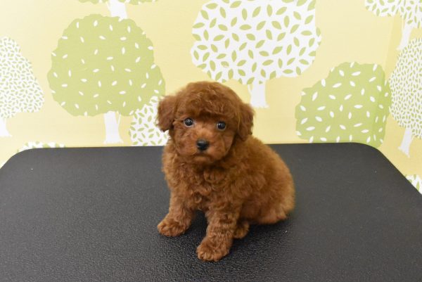 愛知県のトイプードル(トイ) (ペットショッププチマリア ルビットパーク岡崎店/2026年5月18日生まれ/男の子/レッドフォーン)の子犬の3枚目の画像