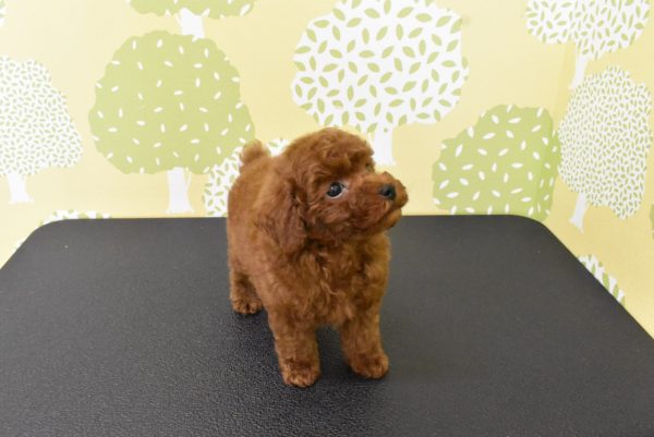 愛知県のトイプードル(トイ) (ペットショッププチマリア ルビットパーク岡崎店/2026年5月18日生まれ/男の子/レッドフォーン)の子犬の2枚目の画像