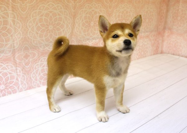 岐阜県の柴犬(標準サイズ) (ペットショッププチマリア 美濃加茂店/2026年5月22日生まれ/女の子/赤)の子犬の2枚目の画像