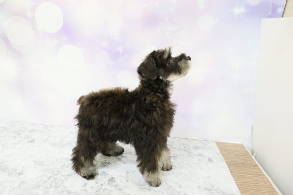 愛知県のミニチュアシュナウザー (ペットショッププチマリア イオン小牧店/2026年4月18日生まれ/女の子/ブラックシルバー)の子犬の3枚目の画像