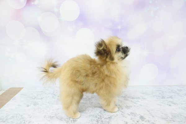 愛知県のポメズー/ポメシーズ(ポメラニアン×シーズー) (ペットショッププチマリア イオン小牧店/2026年4月1日生まれ/女の子/フォーン)の子犬の3枚目の画像
