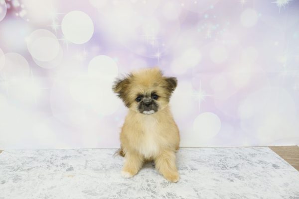 愛知県のポメズー/ポメシーズ(ポメラニアン×シーズー) (ペットショッププチマリア イオン小牧店/2026年4月1日生まれ/女の子/フォーン)の子犬の2枚目の画像