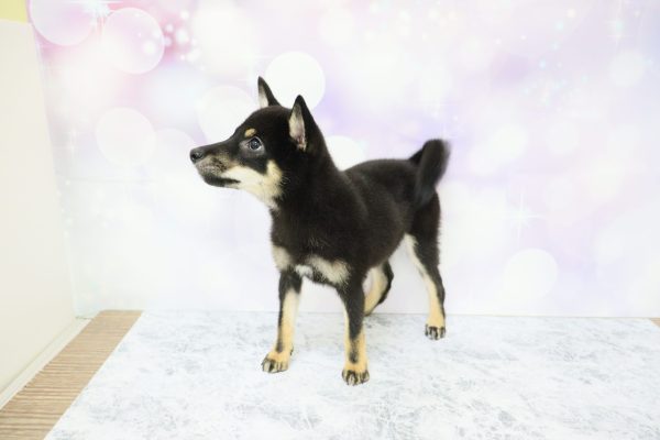 愛知県の柴犬(標準サイズ) (ペットショッププチマリア イオン小牧店/2026年4月12日生まれ/女の子/黒)の子犬の4枚目の画像