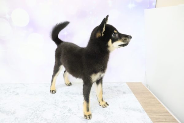 愛知県の柴犬(標準サイズ) (ペットショッププチマリア イオン小牧店/2026年4月12日生まれ/女の子/黒)の子犬の3枚目の画像