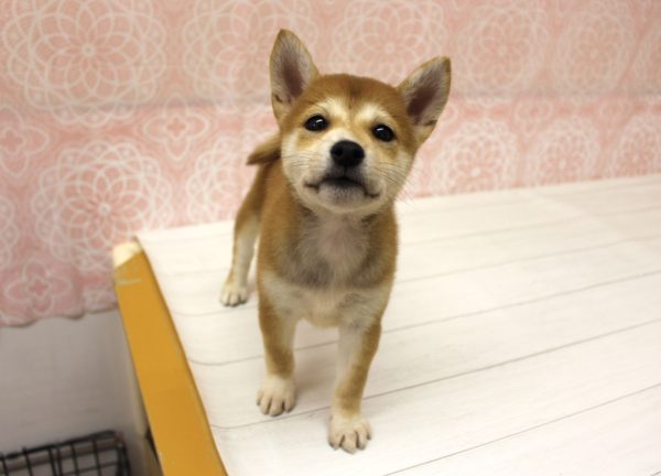 岐阜県の柴犬(標準サイズ) (ペットショッププチマリア 美濃加茂店/2026年5月22日生まれ/女の子/赤)の子犬の3枚目の画像