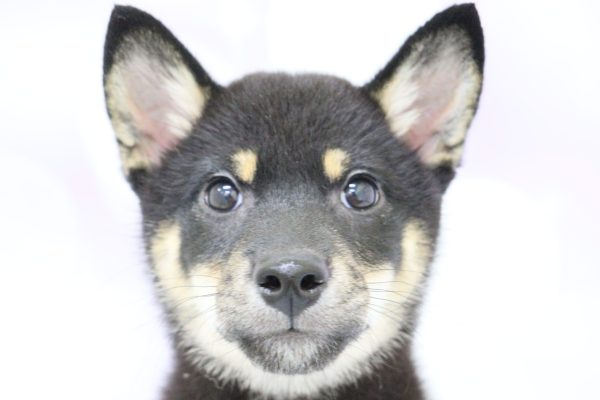 柴犬