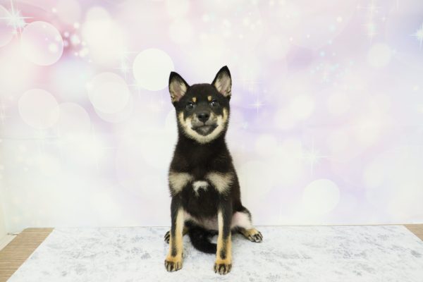 愛知県の柴犬(標準サイズ) (ペットショッププチマリア イオン小牧店/2026年4月12日生まれ/女の子/黒)の子犬の2枚目の画像