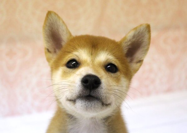 岐阜県の柴犬(標準サイズ) (ペットショッププチマリア 美濃加茂店/2026年5月22日生まれ/女の子/赤)の子犬の1枚目の画像