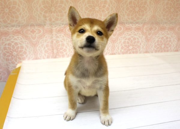 岐阜県の柴犬(標準サイズ) (ペットショッププチマリア 美濃加茂店/2026年5月22日生まれ/女の子/赤)の子犬の4枚目の画像