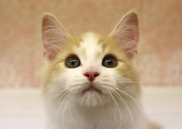 ノルウェージャンフォレストキャット