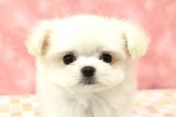 チワマル(チワワ×マルチーズ)