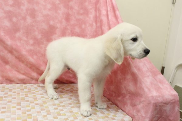 東京都のゴールデンレトリバー (ペットショッププチマリア 稲城若葉台店/2026年5月19日生まれ/男の子/クリーム)の子犬の4枚目の画像