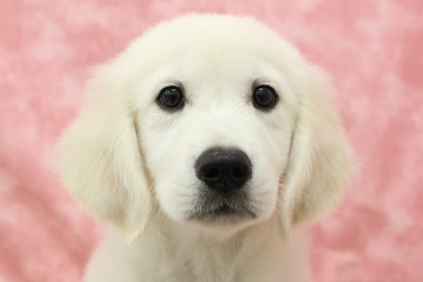 東京都のゴールデンレトリバー (ペットショッププチマリア 稲城若葉台店/2026年5月19日生まれ/男の子/クリーム)の子犬の1枚目の画像