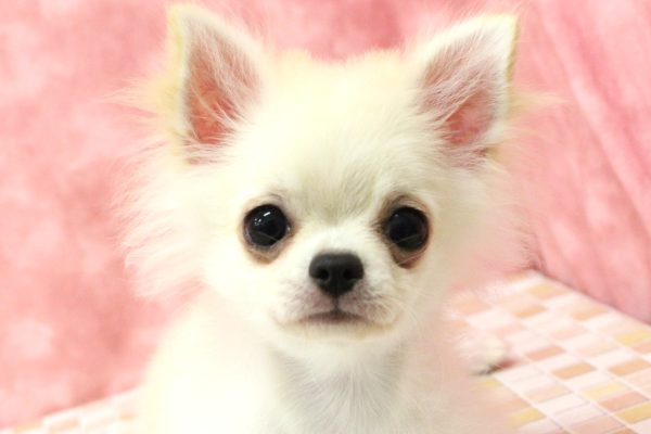 東京都のチワワ(ロング) (ペットショッププチマリア 稲城若葉台店/2026年3月24日生まれ/男の子/クリーム)の子犬の1枚目の画像
