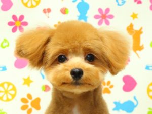 ポメプー(ポメラニアン×トイプードル)
