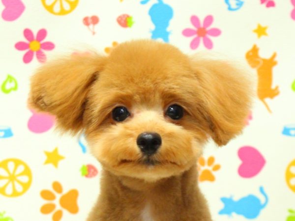 ポメプー(ポメラニアン×トイプードル)