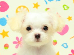 チワマル(チワワ×マルチーズ)