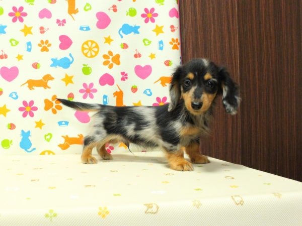 神奈川県のミニチュアダックスフンド(ロング) (ペットショッププチマリア 横浜永田台店/2026年4月29日生まれ/男の子/シルバーダップル)の子犬の2枚目の画像