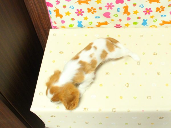 神奈川県のキャバリアキングチャールズスパニエル (ペットショッププチマリア 横浜永田台店/2026年4月23日生まれ/男の子/ブレンハイム)の子犬の3枚目の画像