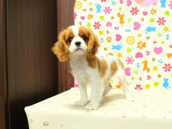神奈川県のキャバリアキングチャールズスパニエル (ペットショッププチマリア 横浜永田台店/2026年4月23日生まれ/男の子/ブレンハイム)の子犬の2枚目の画像
