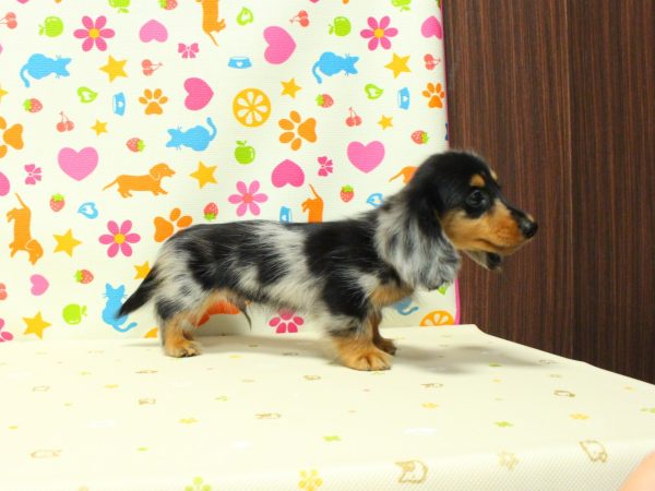 神奈川県のミニチュアダックスフンド(ロング) (ペットショッププチマリア 横浜永田台店/2026年4月29日生まれ/男の子/シルバーダップル)の子犬の2枚目の画像