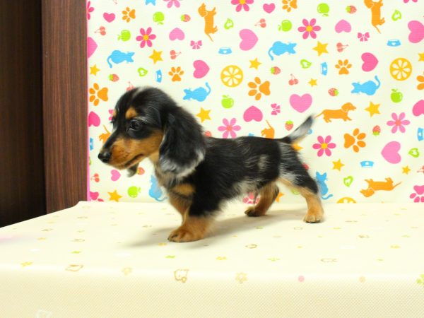 神奈川県のミニチュアダックスフンド(ロング) (ペットショッププチマリア 横浜永田台店/2026年4月29日生まれ/男の子/シルバーダップル)の子犬の4枚目の画像