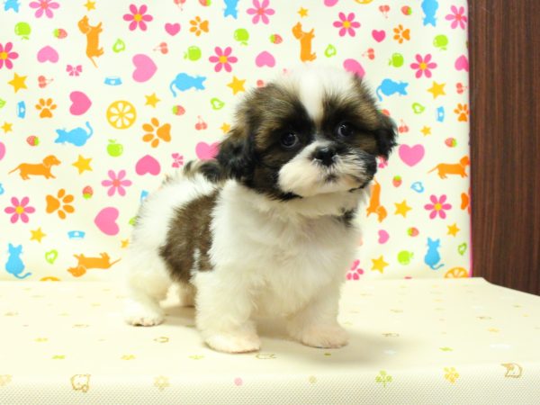 神奈川県のシーズー (ペットショッププチマリア 横浜永田台店/2026年5月1日生まれ/男の子/ゴールドホワイト)の子犬の4枚目の画像