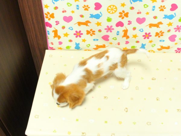 神奈川県のキャバリアキングチャールズスパニエル (ペットショッププチマリア 横浜永田台店/2026年4月23日生まれ/男の子/ブレンハイム)の子犬の3枚目の画像