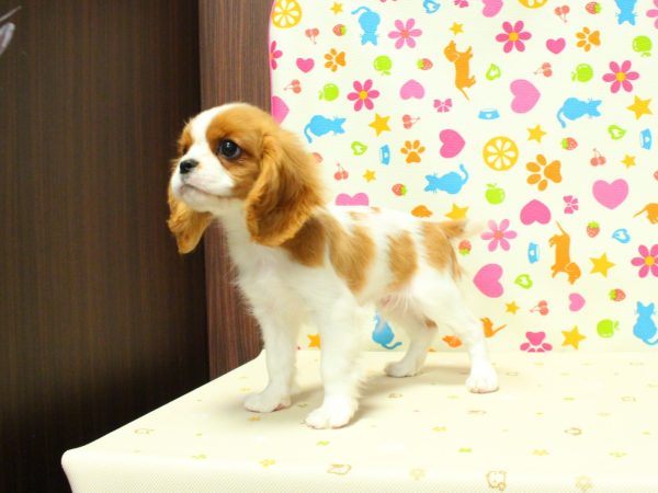 神奈川県のキャバリアキングチャールズスパニエル (ペットショッププチマリア 横浜永田台店/2026年4月23日生まれ/男の子/ブレンハイム)の子犬の2枚目の画像