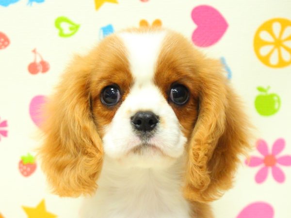 神奈川県のキャバリアキングチャールズスパニエル (ペットショッププチマリア 横浜永田台店/2026年4月23日生まれ/男の子/ブレンハイム)の子犬の1枚目の画像