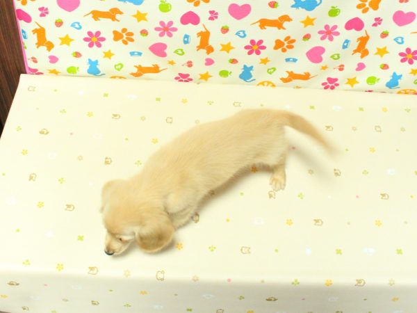 神奈川県のミニチュアダックスフンド(ロング) (ペットショッププチマリア 横浜永田台店/2026年5月3日生まれ/女の子/イエロー)の子犬の3枚目の画像