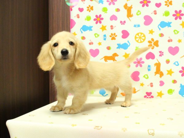 神奈川県のミニチュアダックスフンド(ロング) (ペットショッププチマリア 横浜永田台店/2026年5月3日生まれ/女の子/イエロー)の子犬の2枚目の画像