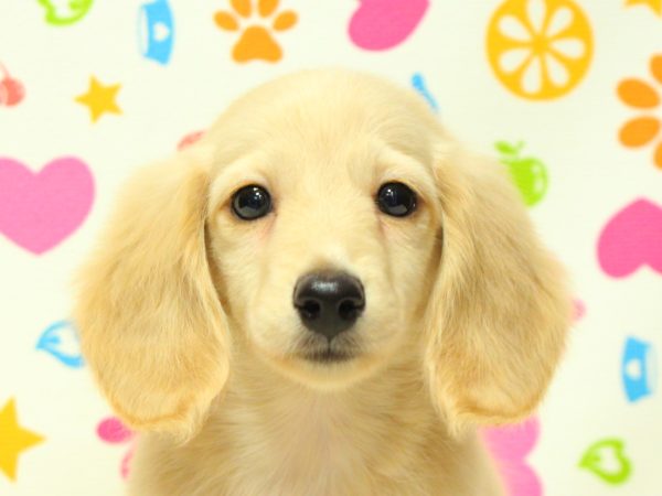 神奈川県のミニチュアダックスフンド(ロング) (ペットショッププチマリア 横浜永田台店/2026年5月3日生まれ/女の子/イエロー)の子犬の1枚目の画像
