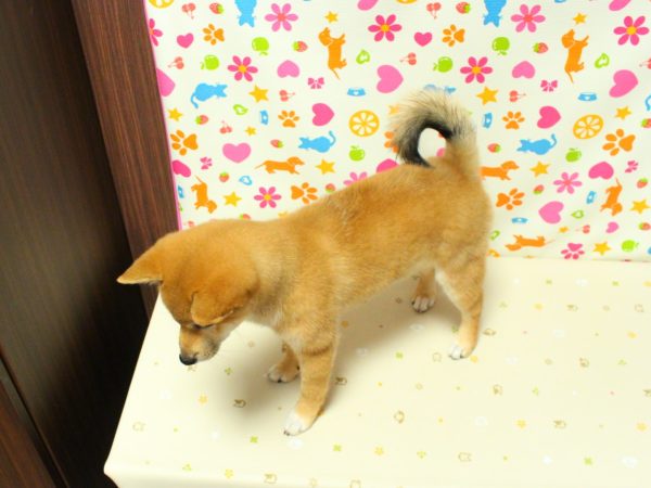神奈川県の柴犬(標準サイズ) (ペットショッププチマリア 横浜永田台店/2026年3月29日生まれ/女の子/赤)の子犬の3枚目の画像