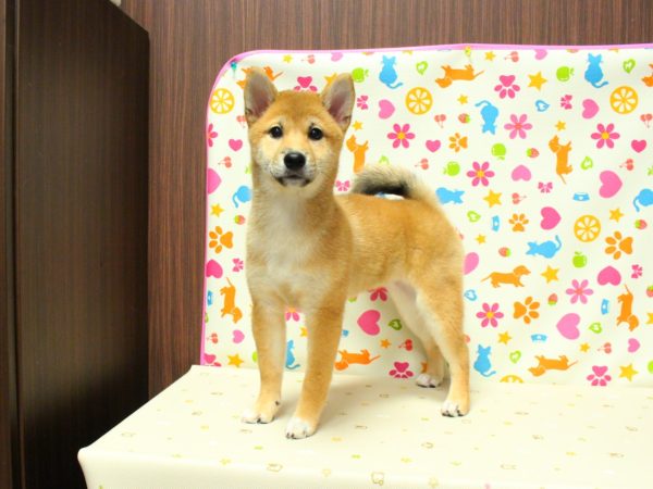 神奈川県の柴犬(標準サイズ) (ペットショッププチマリア 横浜永田台店/2026年3月29日生まれ/女の子/赤)の子犬の2枚目の画像