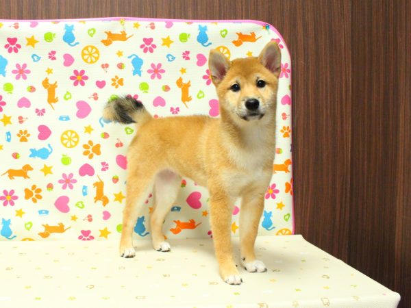 神奈川県の柴犬(標準サイズ) (ペットショッププチマリア 横浜永田台店/2026年3月29日生まれ/女の子/赤)の子犬の4枚目の画像