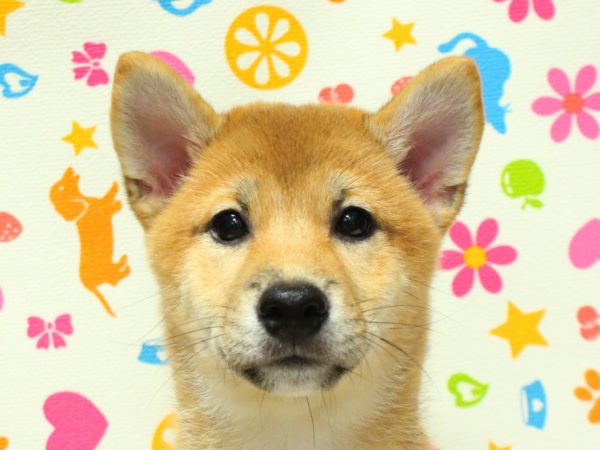 神奈川県の柴犬(標準サイズ) (ペットショッププチマリア 横浜永田台店/2026年3月29日生まれ/女の子/赤)の子犬の1枚目の画像