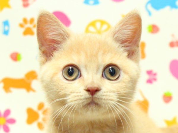 神奈川県のブリティッシュショートヘアー (ペットショッププチマリア 横浜永田台店/2026年4月16日生まれ/男の子/クリーム)の子猫の2枚目の画像