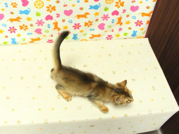 神奈川県のソマリ (ペットショッププチマリア 横浜永田台店/2026年4月21日生まれ/男の子/ルディ)の子猫の3枚目の画像