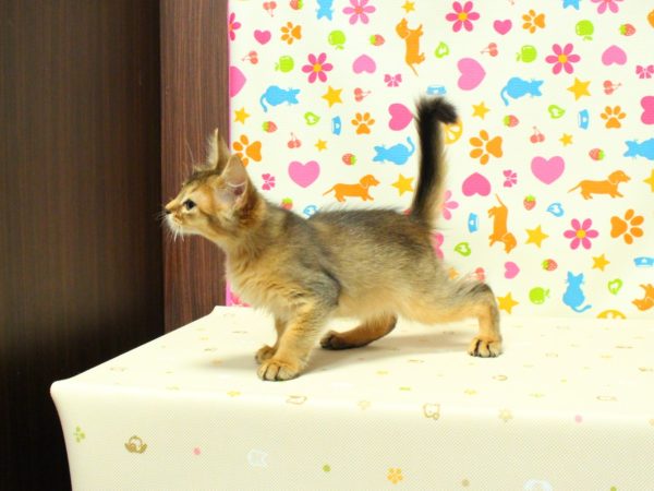 神奈川県のソマリ (ペットショッププチマリア 横浜永田台店/2026年4月21日生まれ/男の子/ルディ)の子猫の2枚目の画像