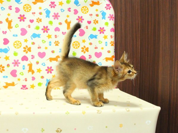 神奈川県のソマリ (ペットショッププチマリア 横浜永田台店/2026年4月21日生まれ/男の子/ルディ)の子猫の4枚目の画像