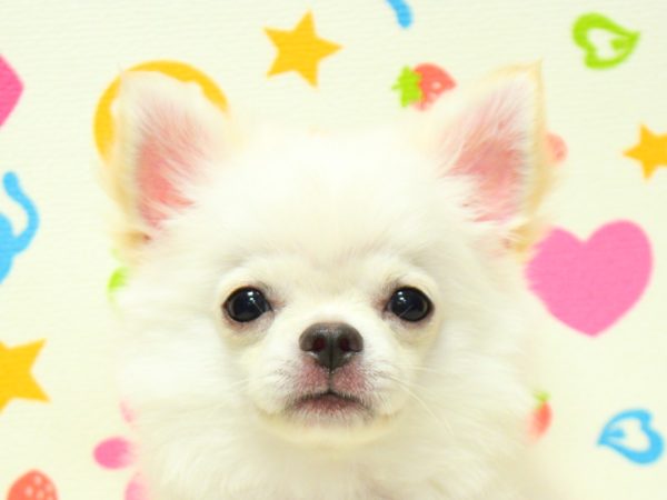 神奈川県のチワワ(ロング) (ペットショッププチマリア 横浜永田台店/2026年4月4日生まれ/男の子/クリーム)の子犬の1枚目の画像