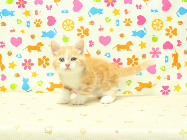 神奈川県のスコティッシュフォールド (ペットショッププチマリア 横浜永田台店/2026年5月12日生まれ/男の子/レッドタビーホワイト)の子猫の2枚目の画像
