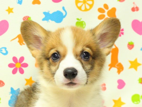 神奈川県のウェルシュコーギーペンブローク (ペットショッププチマリア 横浜永田台店/2026年5月9日生まれ/男の子/レッドホワイト)の子犬の1枚目の画像