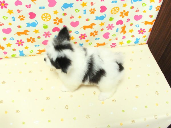 神奈川県のポメマル/マルポメ(ポメラニアン×マルチーズ) (ペットショッププチマリア 横浜永田台店/2026年4月13日生まれ/女の子/ホワイトブラックタン)の子犬の3枚目の画像