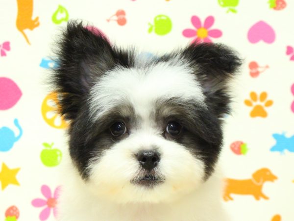 神奈川県のポメマル/マルポメ(ポメラニアン×マルチーズ) (ペットショッププチマリア 横浜永田台店/2026年4月13日生まれ/女の子/ホワイトブラックタン)の子犬の1枚目の画像
